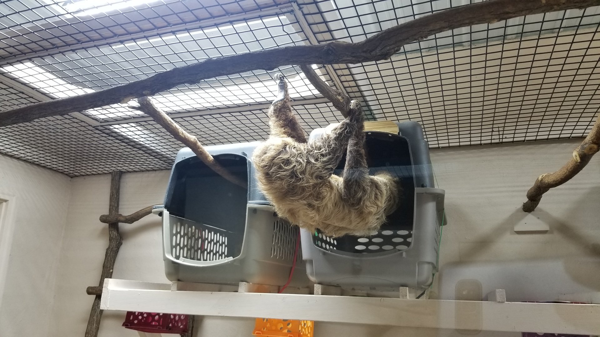 Brights Zoo - SA Building, Sloth going in for a nap