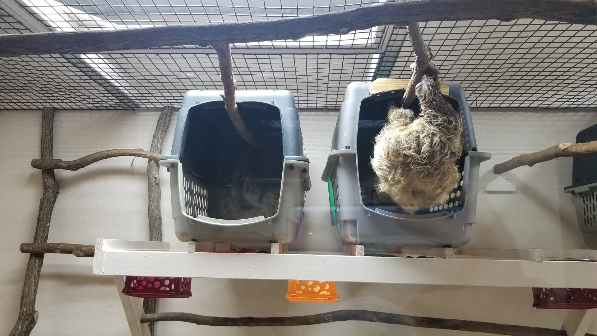 Brights Zoo - SA Building, Sloths