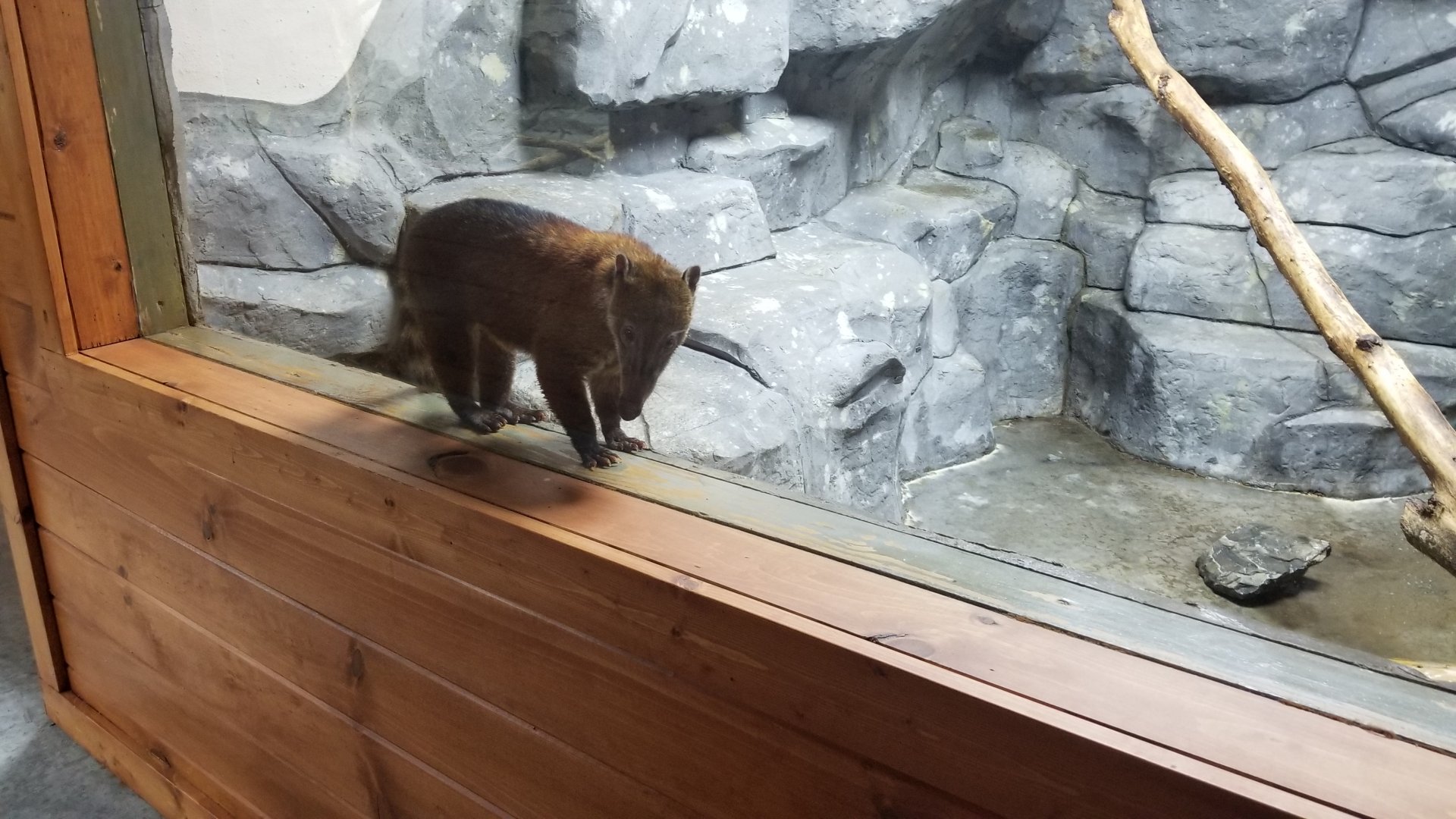 Brights Zoo - SA Building, South American Coati