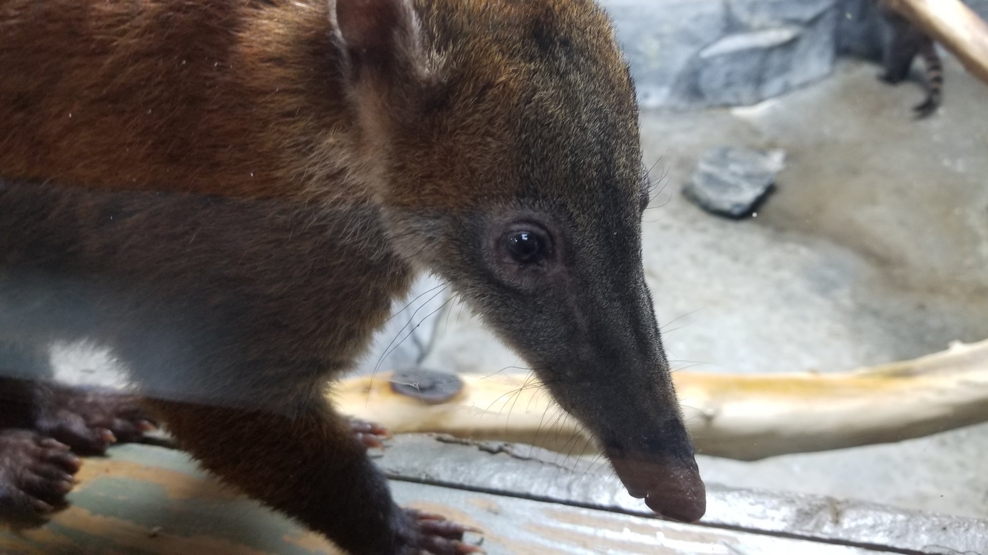 Brights Zoo - SA Building, South American Coati