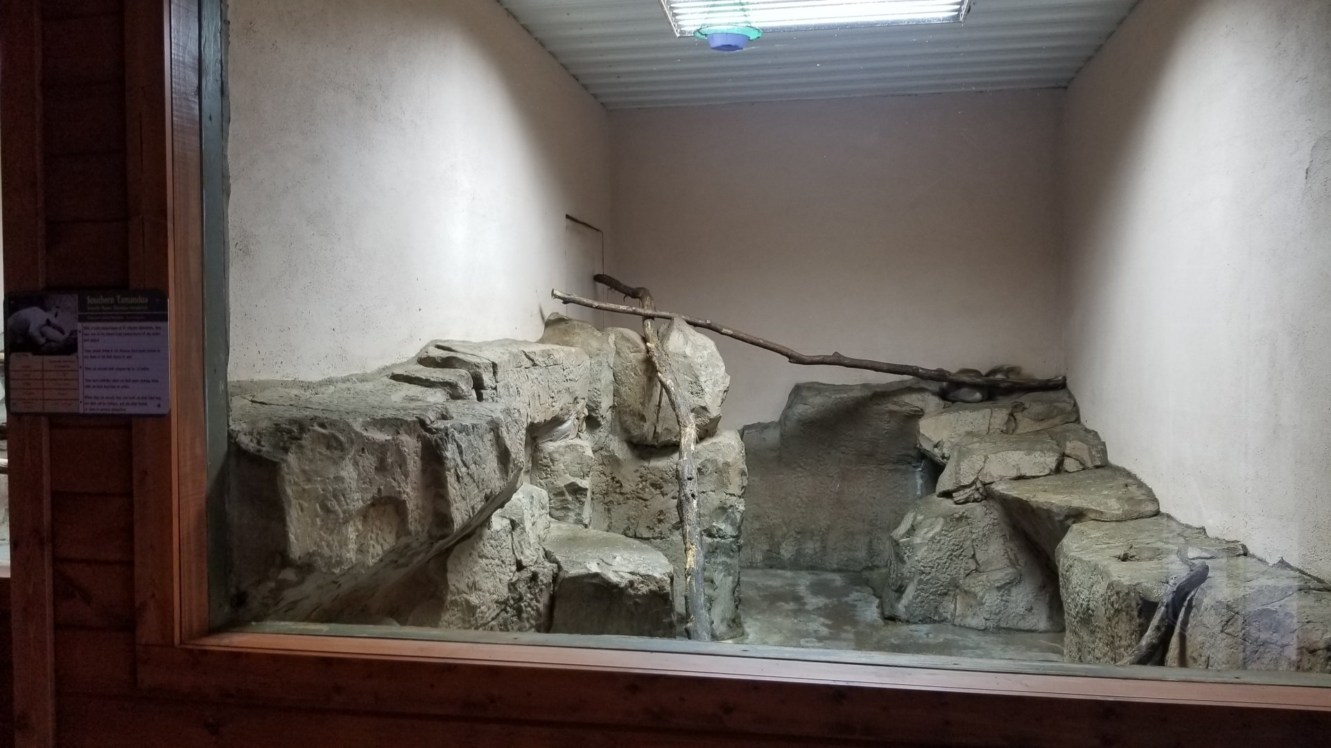 Brights Zoo - SA Building, Southern Tamandua