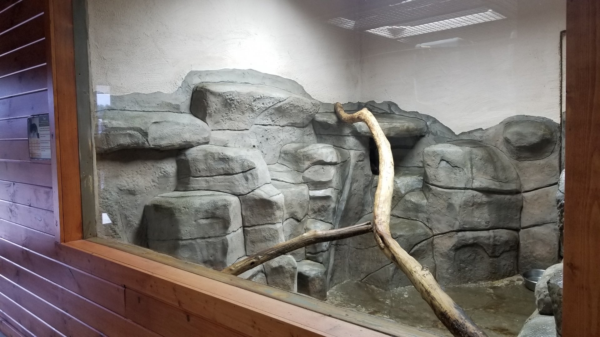 Brights Zoo - SA Building, Tayra; animal is in cubby behind branch