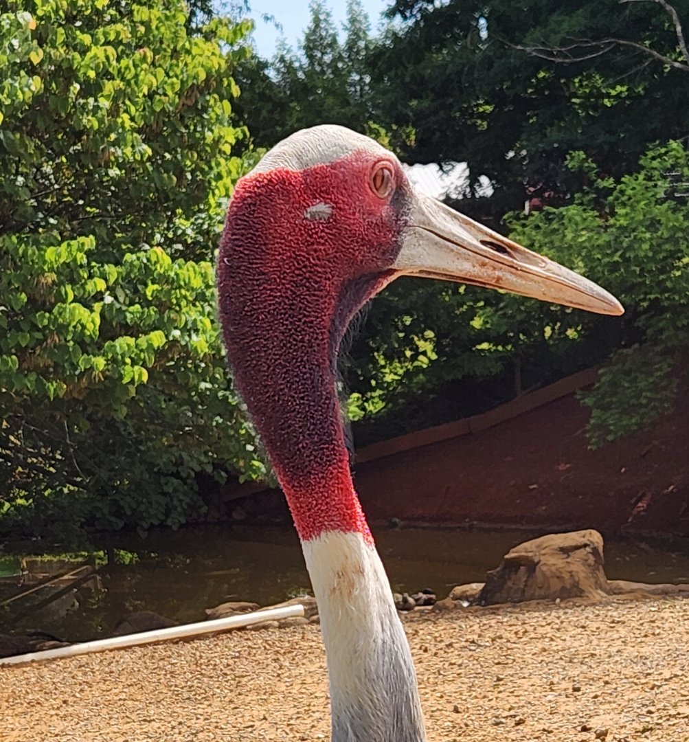 Brights Zoo - Sarus Crane