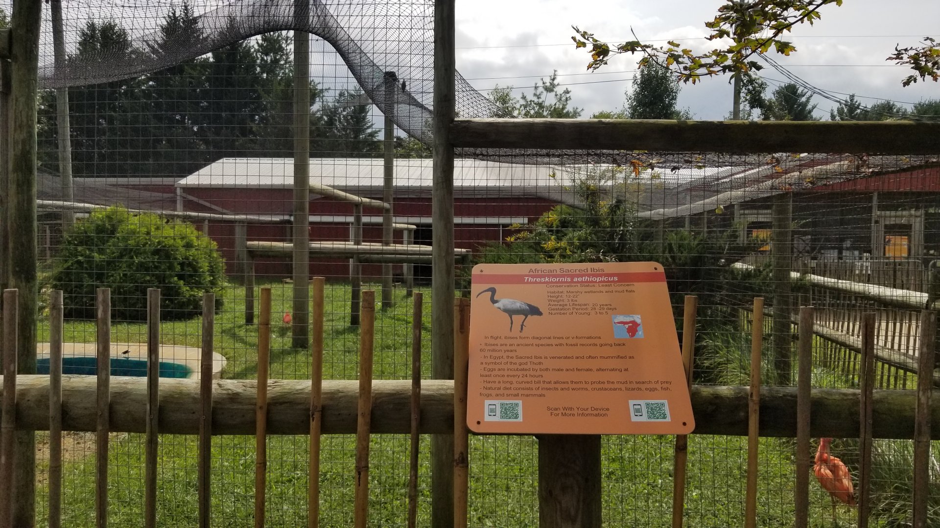 Brights Zoo - Scarlet Ibis, African Sacred Ibis