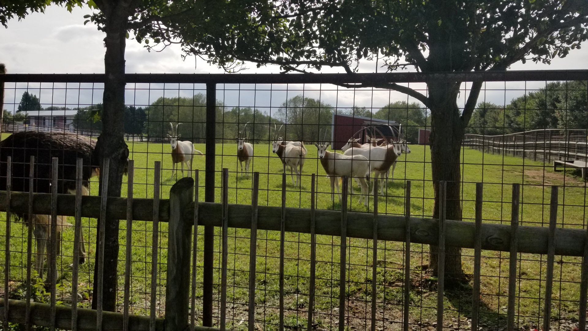 Brights Zoo - Scimitar-horned Oryx