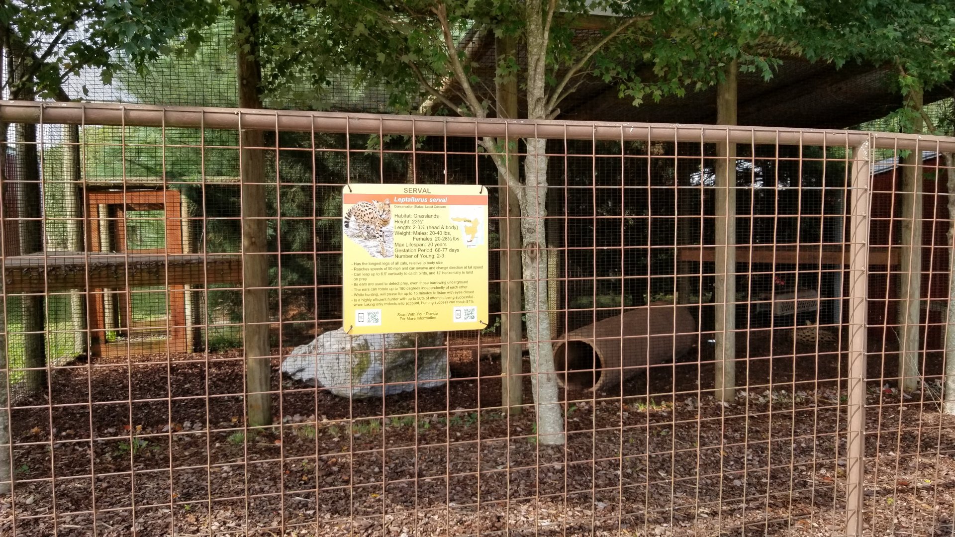 Brights Zoo - Serval yard 1