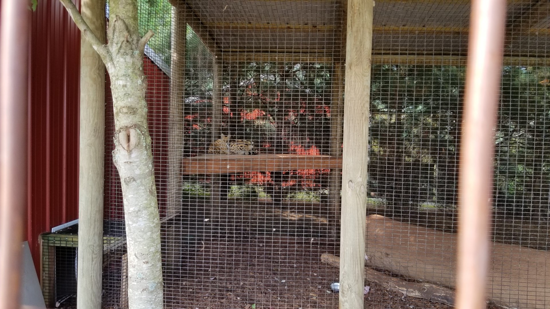 Brights Zoo - Serval yard 2