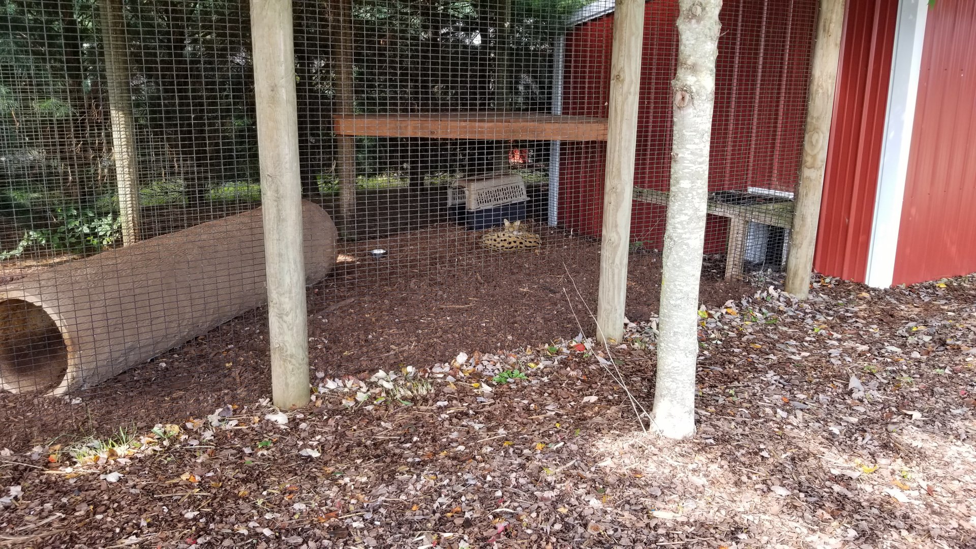 Brights Zoo - Servals