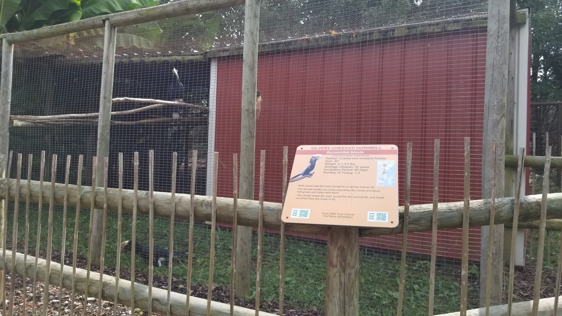 Brights Zoo - Silvery-cheeked Hornbill