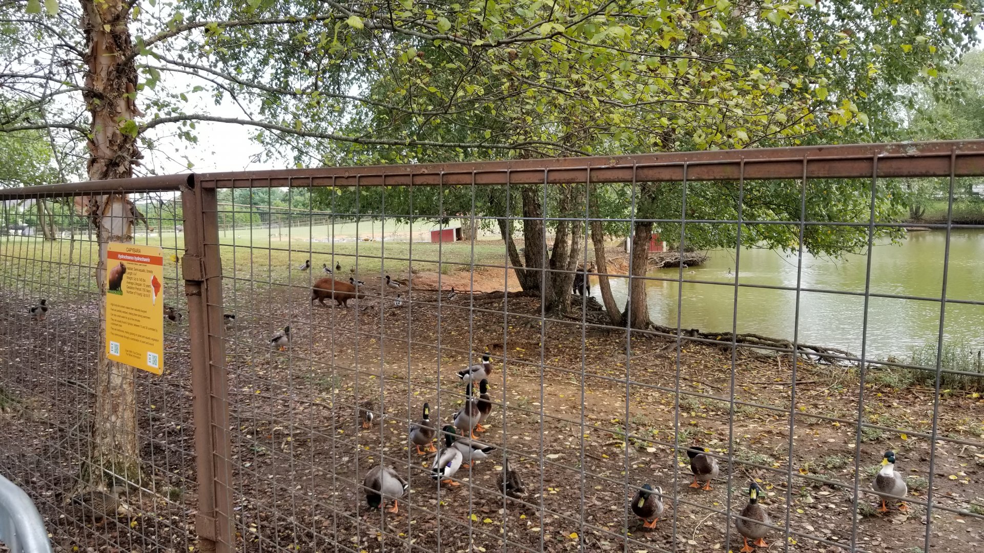 Brights Zoo - Sitatunga, capybara exhibit with large pond