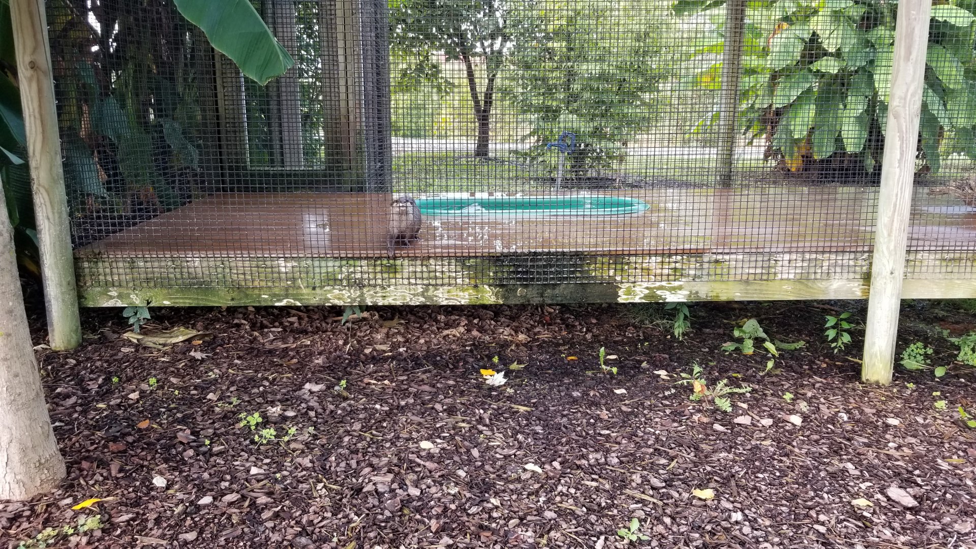 Brights Zoo - Small-clawed Otter playing