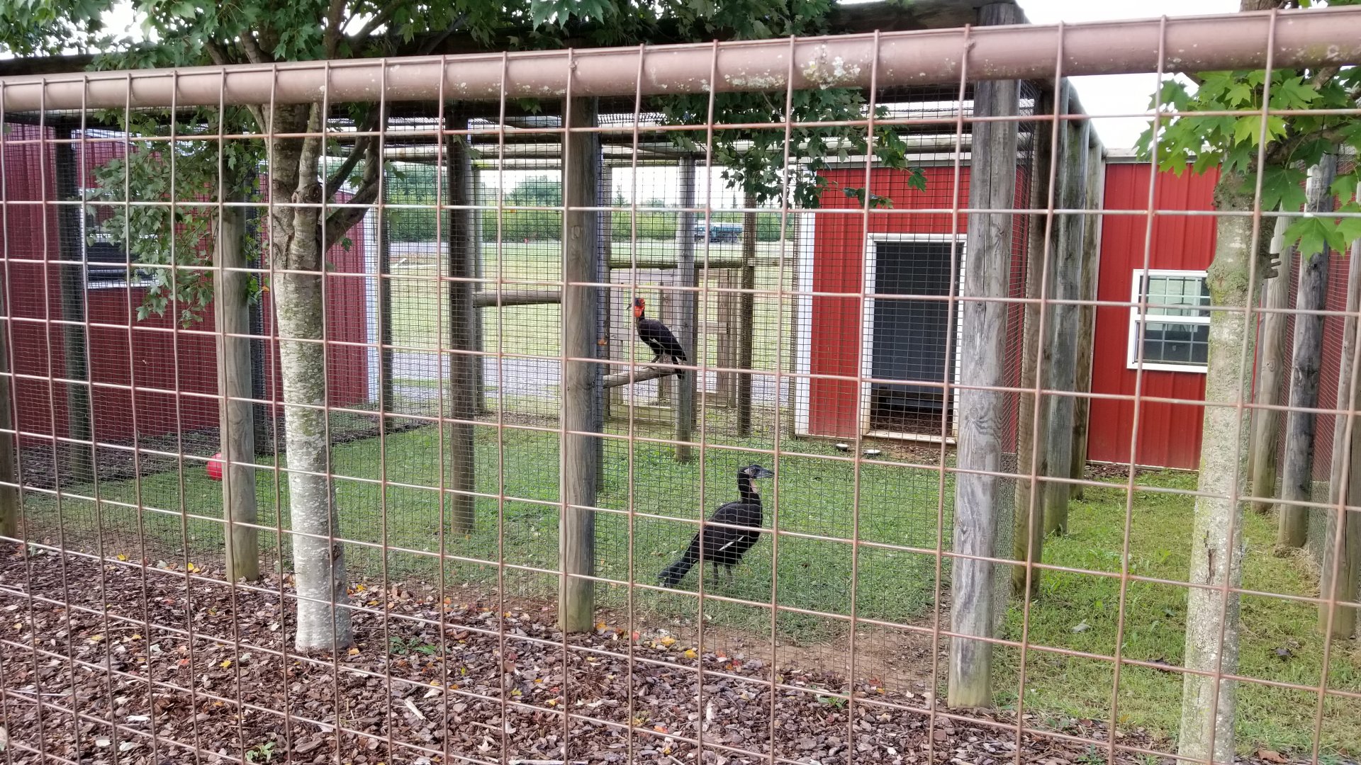 Brights Zoo - Southern Ground Hornbills