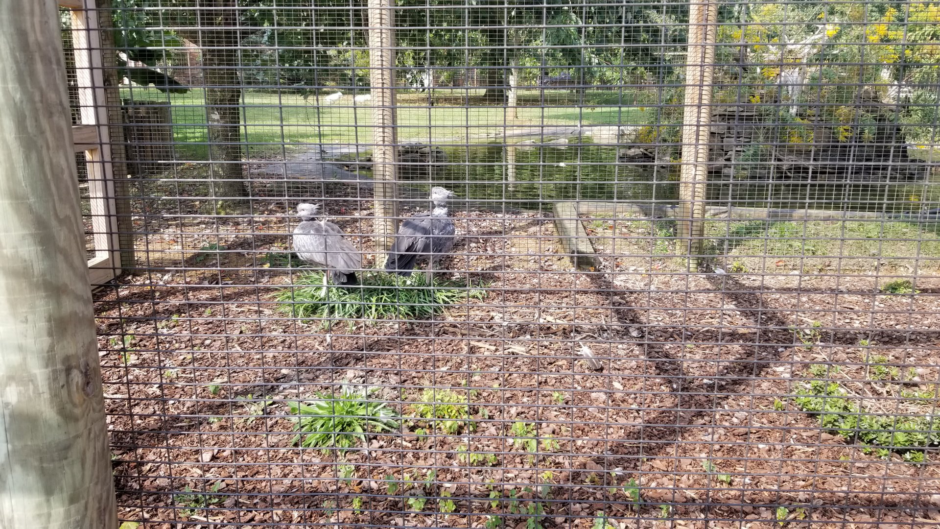 Brights Zoo - Southern Screamers, Spectacled Owl; Black Swan pool behind