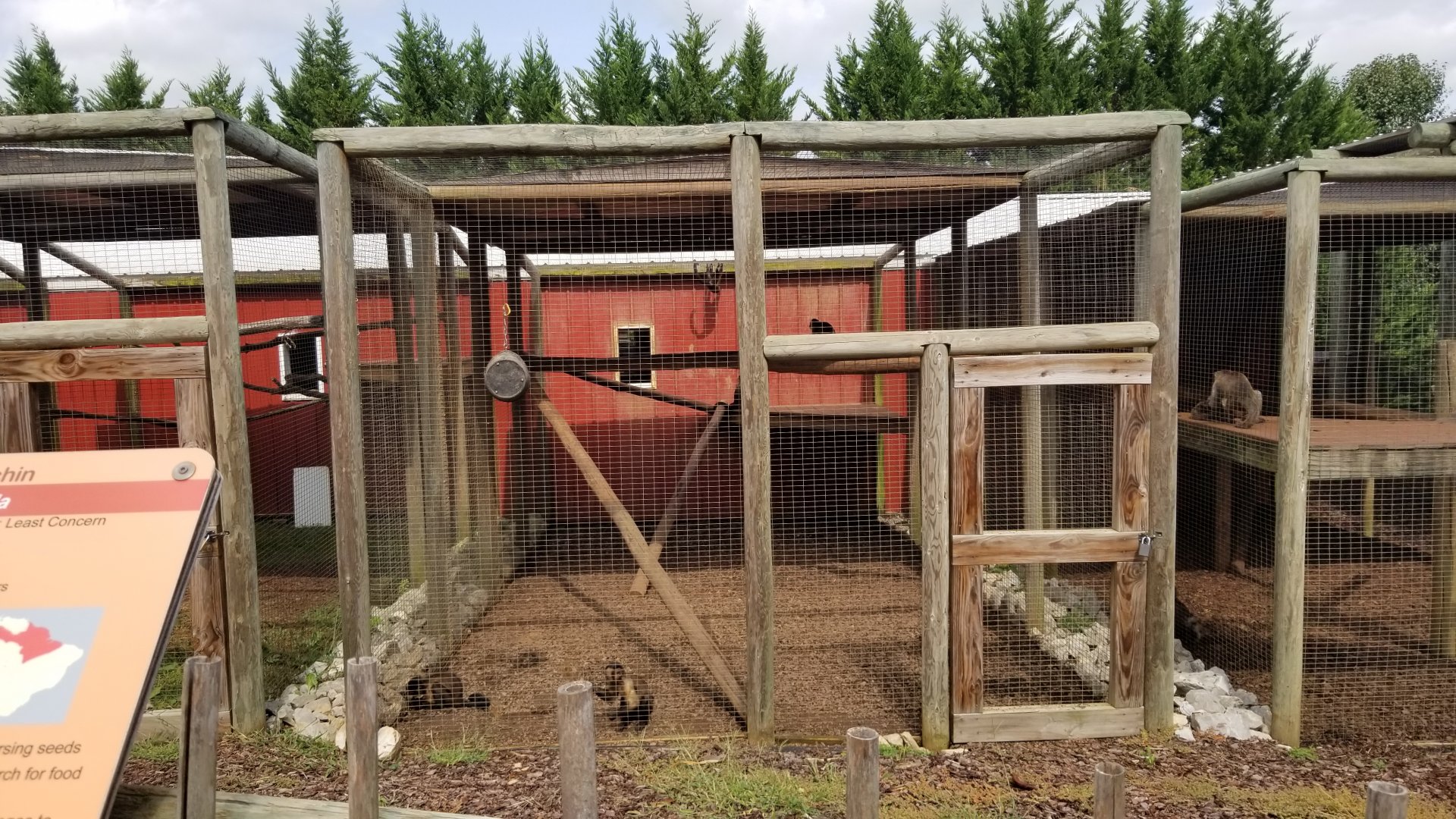 Brights Zoo - Tufted Capuchin