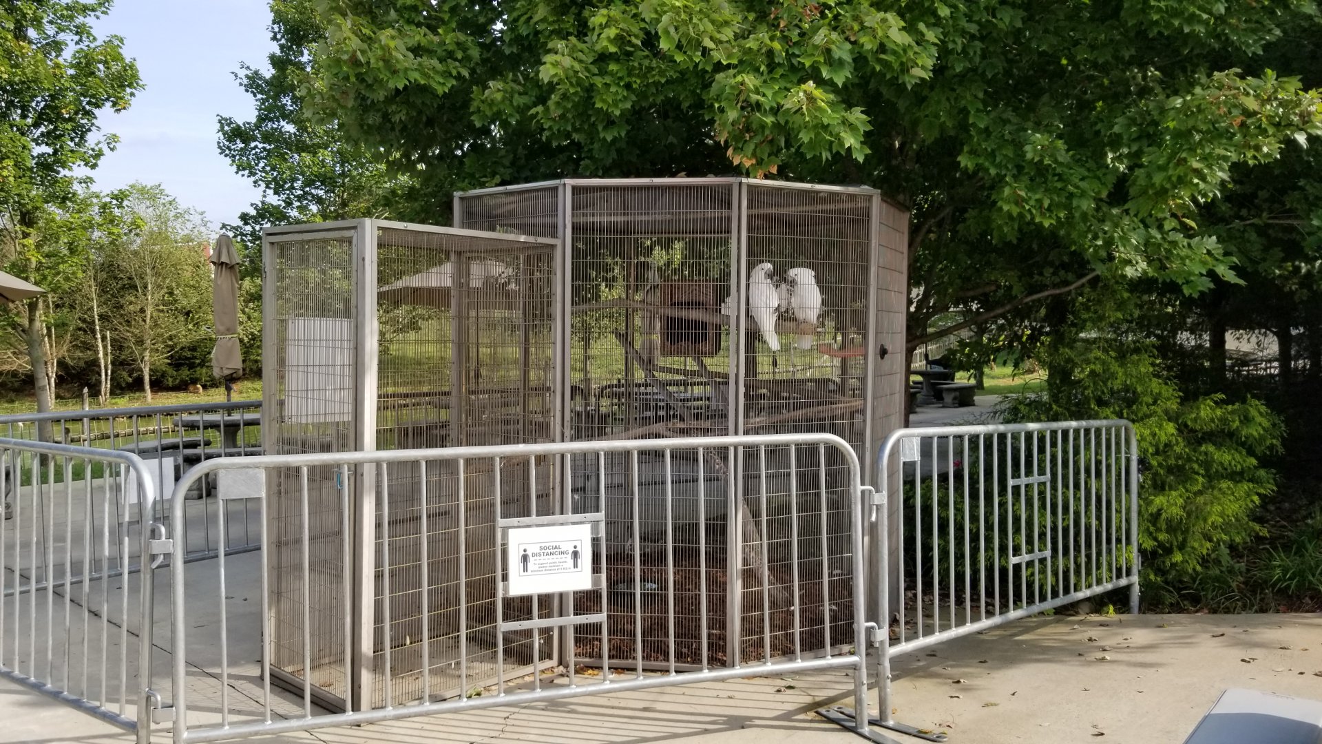 Brights Zoo - Umbrella Cockatoos