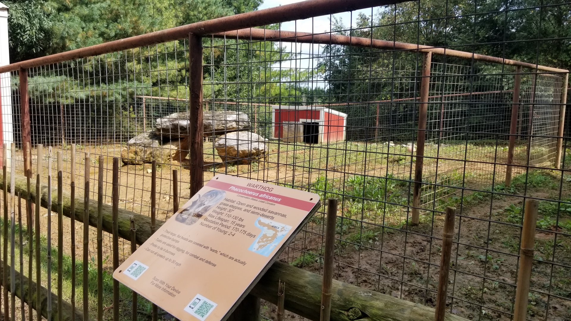 Brights Zoo - Warthog yard