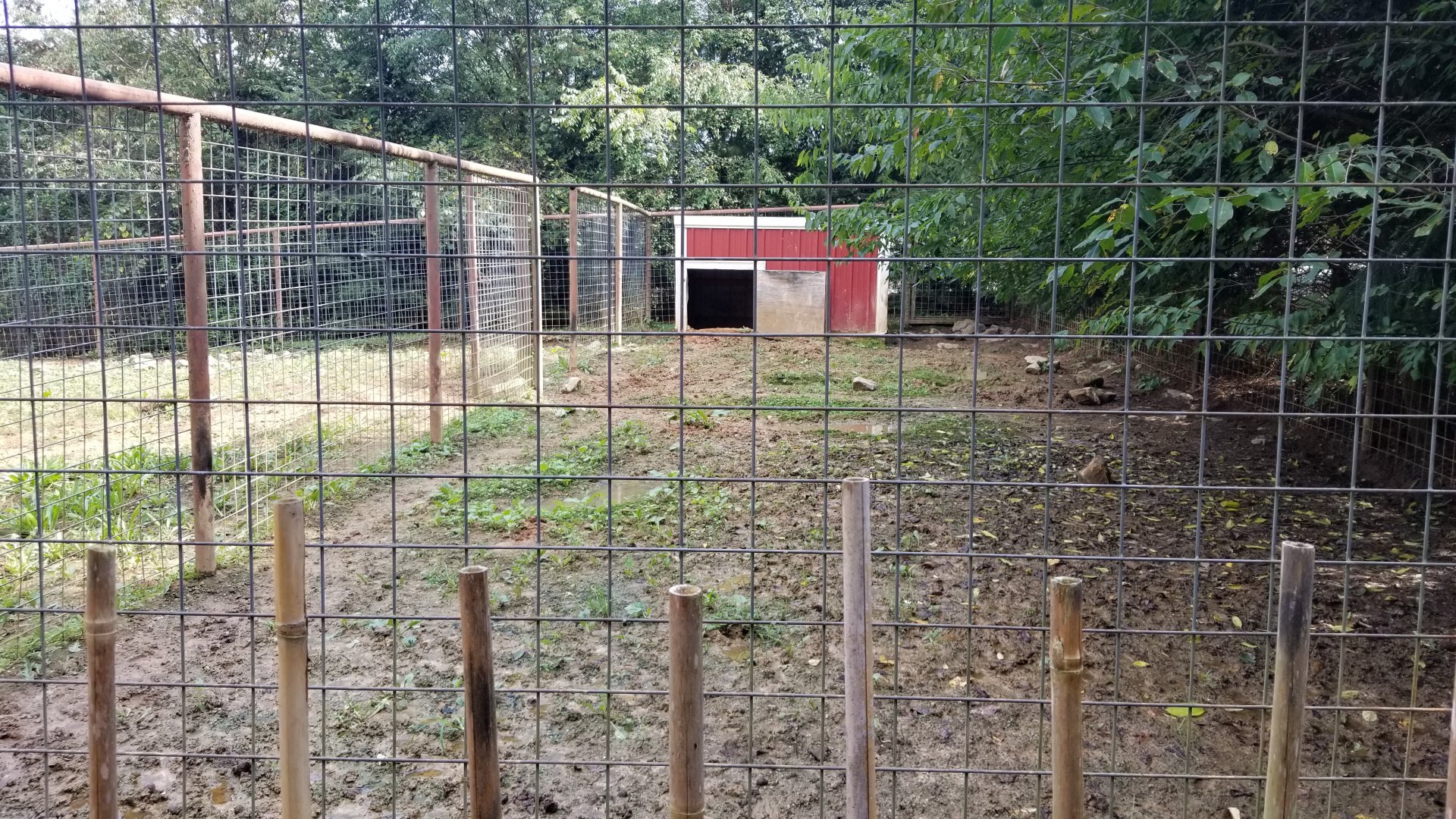 Brights Zoo - Warthog yard