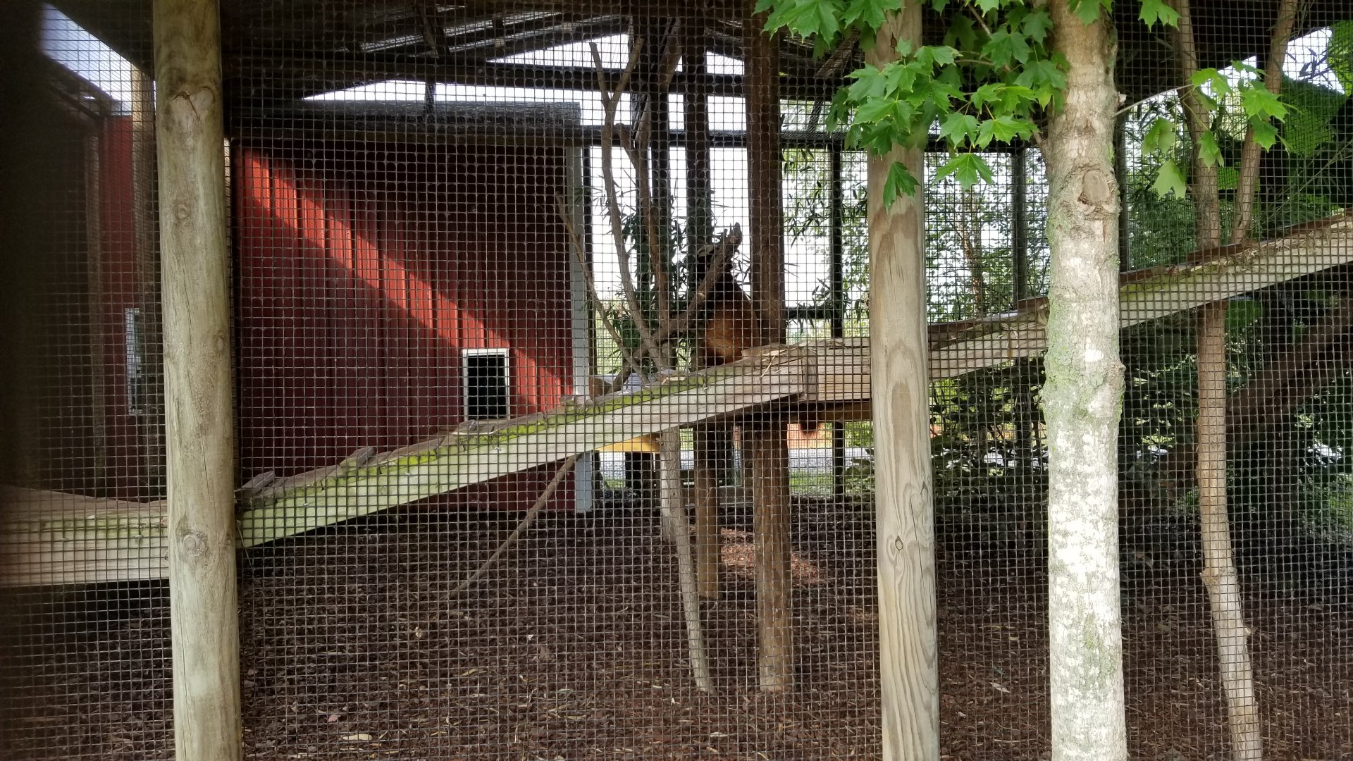 Brights Zoo - Western Red Panda