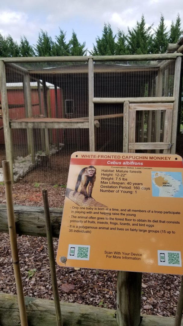 Brights Zoo - White-fronted Capuchin