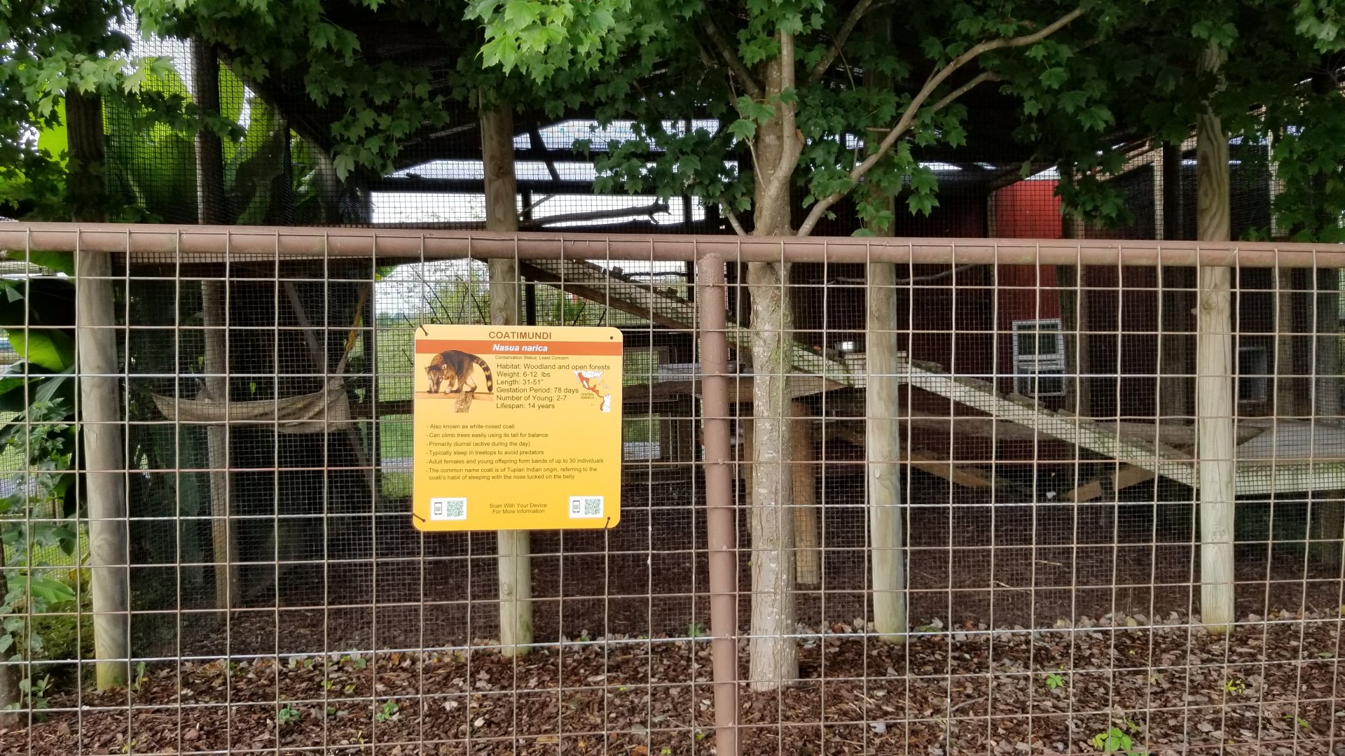 Brights Zoo - White-nosed Coati