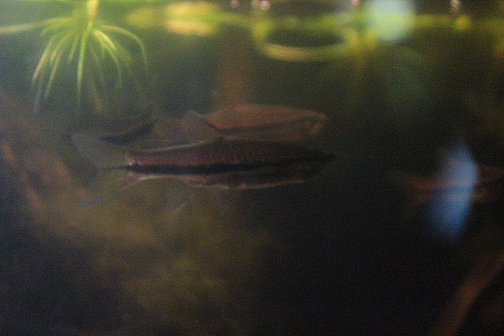 Briliant rasbora (Rasbora einthovenii)
