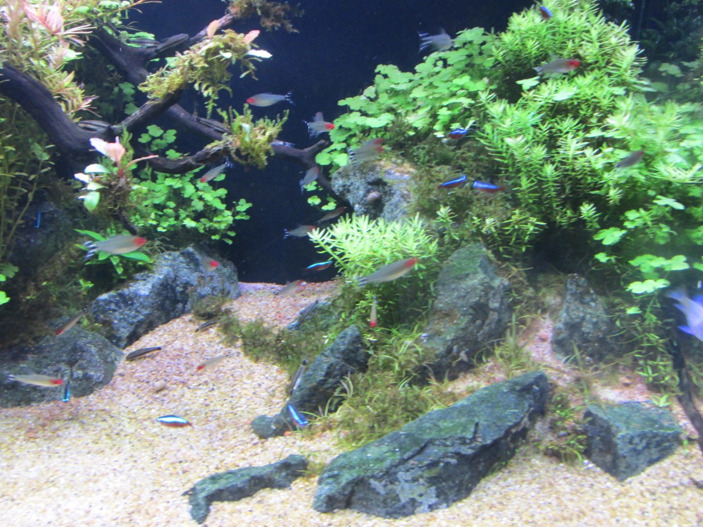 brillant rummynose tetra and neon tetra