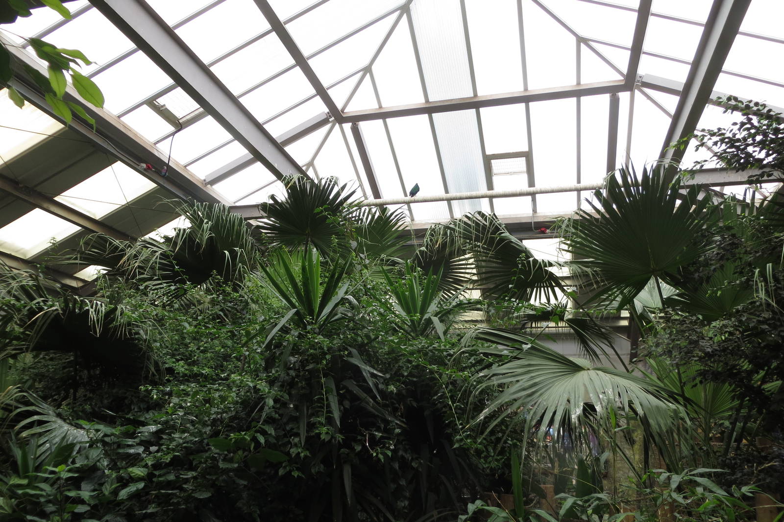 Brilliant Birds indoor view 240815