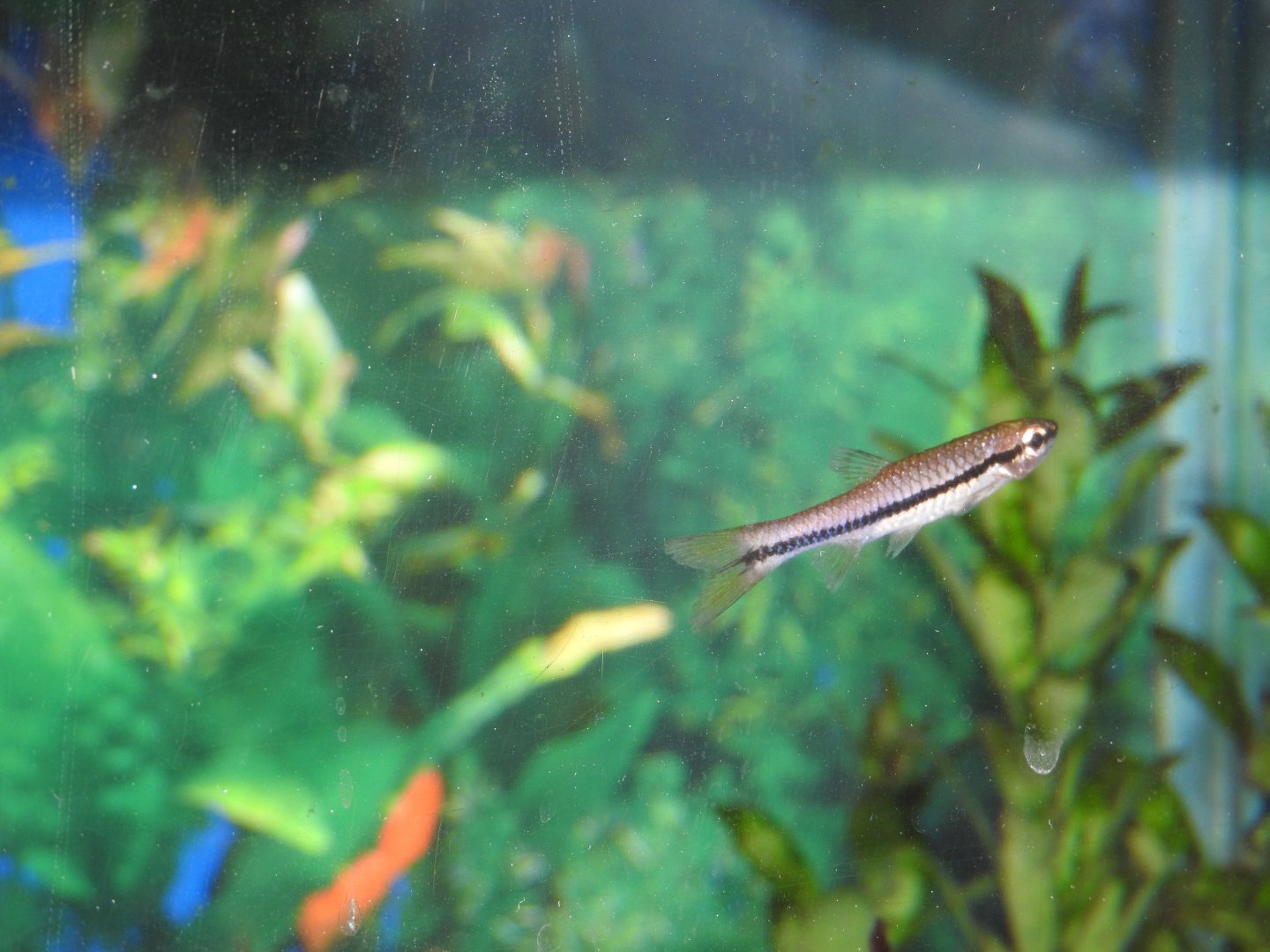Brilliant Rasbora