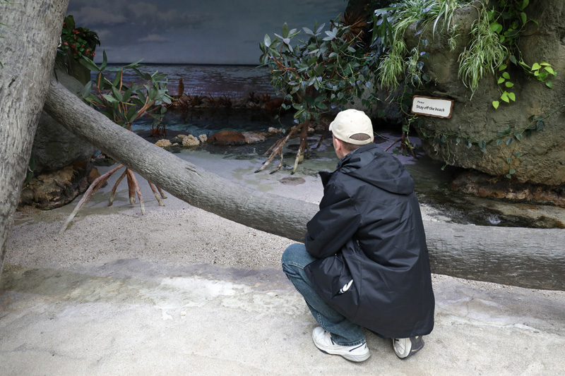 brilliant stingray exhibit