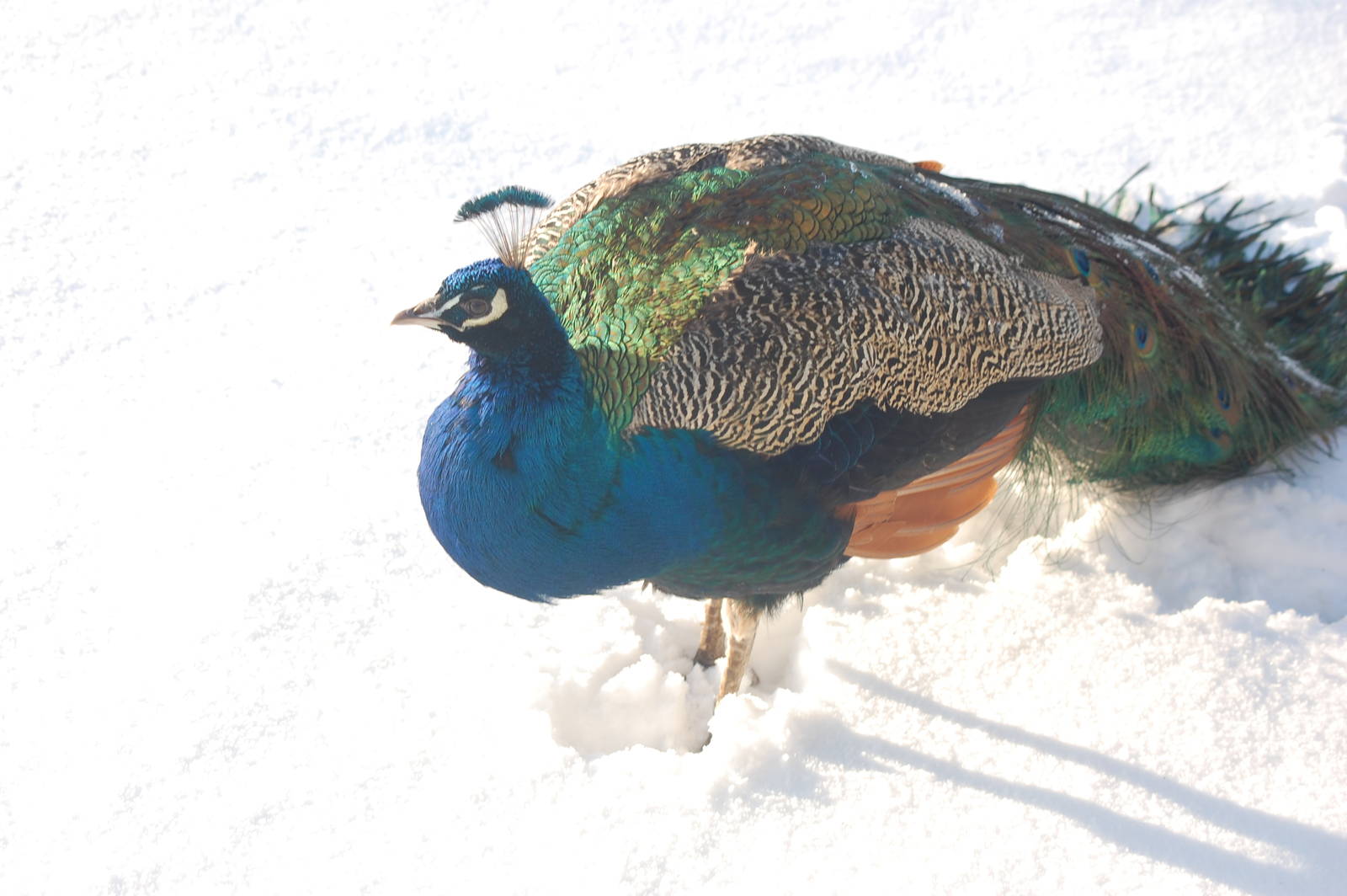 Brilliant Weather for Zoo Enthusiasts