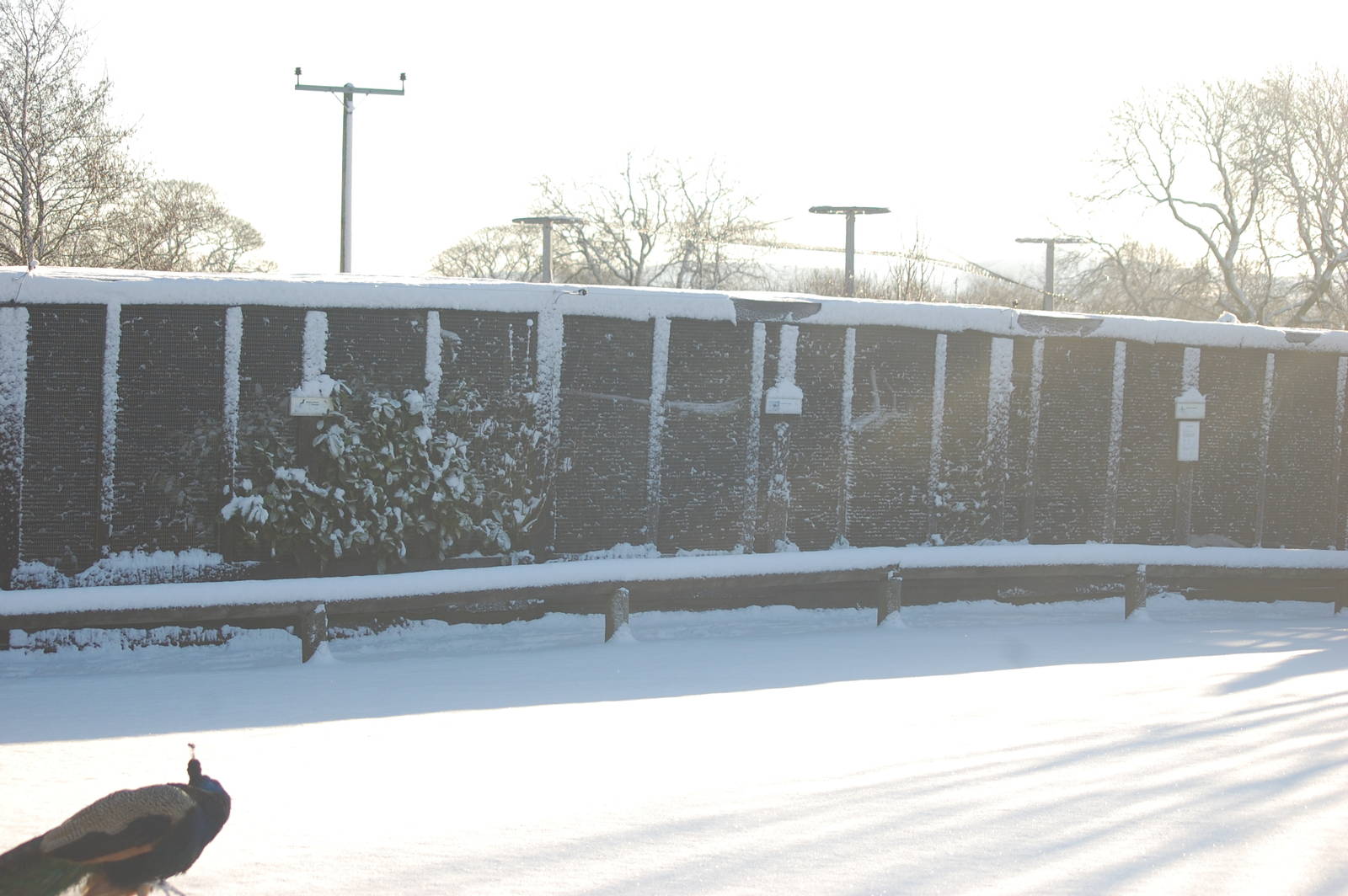 Brilliant Weather for Zoo Enthusiasts