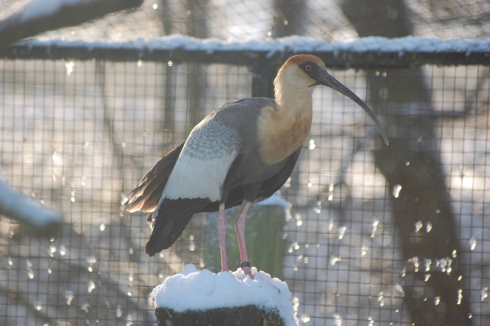 Brilliant Weather for Zoo Enthusiasts