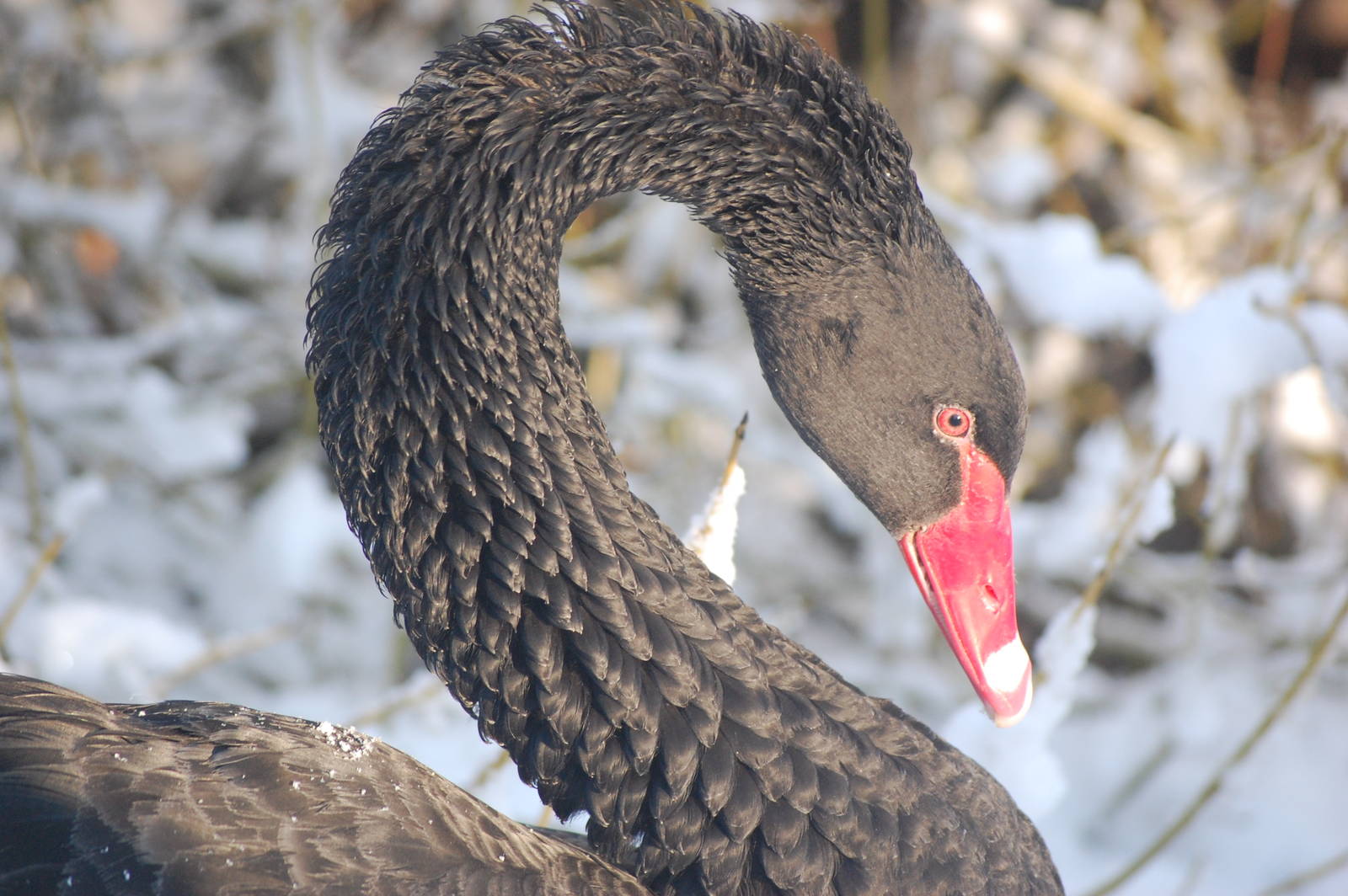 Brilliant Weather for Zoo Enthusiasts