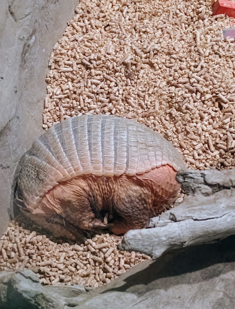 Brillo the Six-Banded Armadillo (6/21/25)