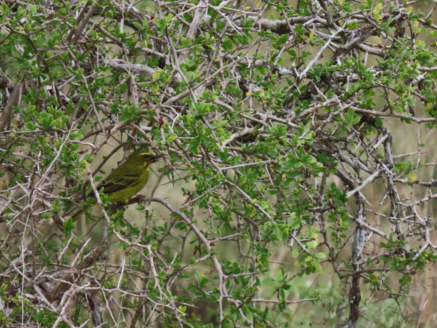 Brimstone canary(Crithagra sulphurata)