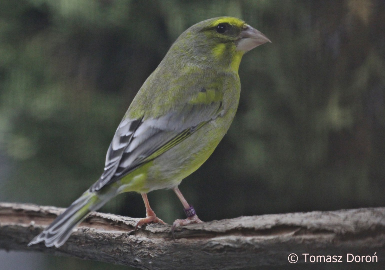 Brimstone Canary (Serinus sulphuratus) from Sub-saharan Africa; October 2018