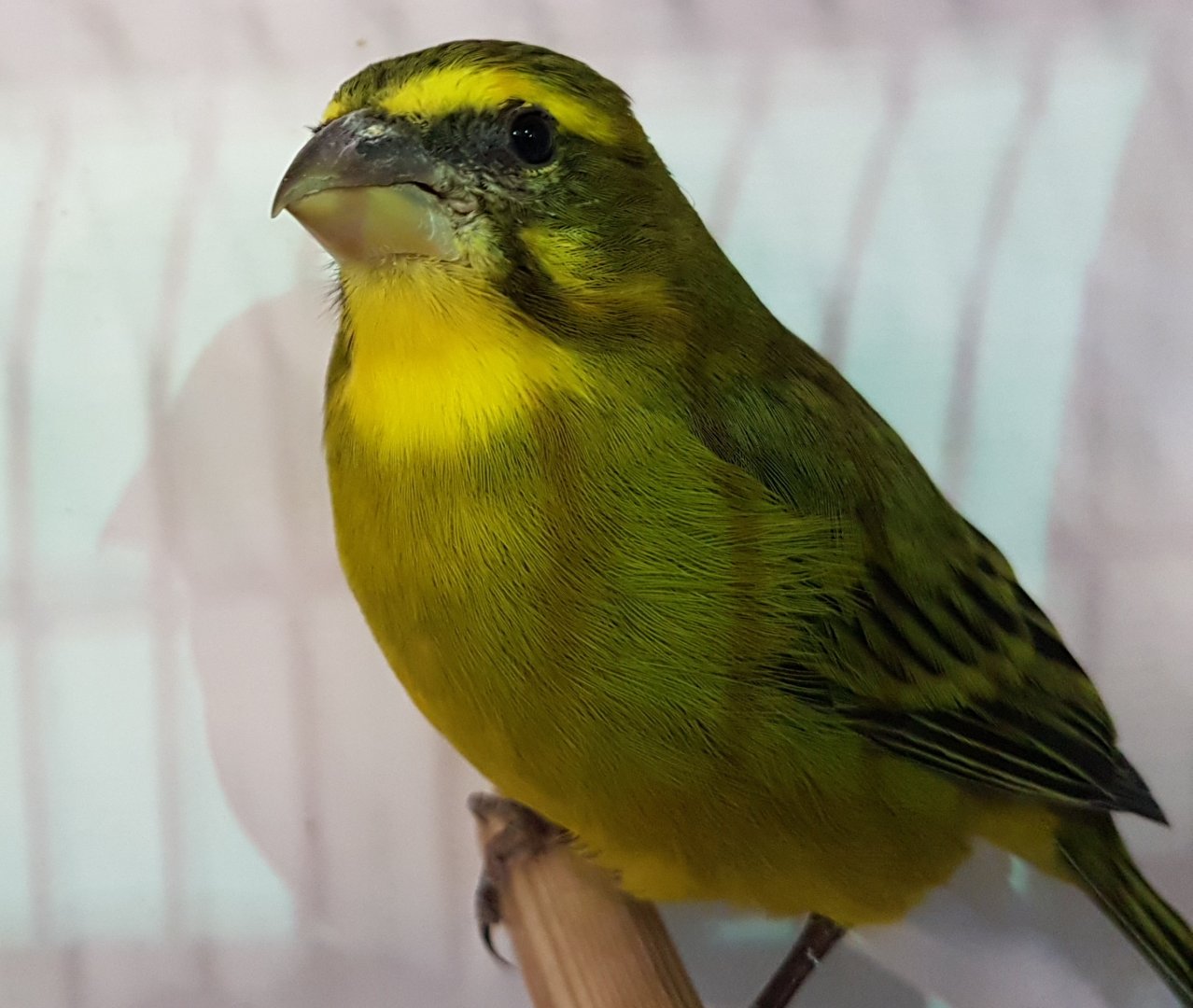 Brimstone canary - Serinus sulphuratus