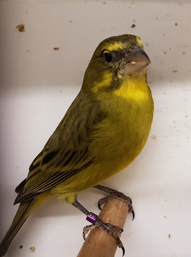 Brimstone canary