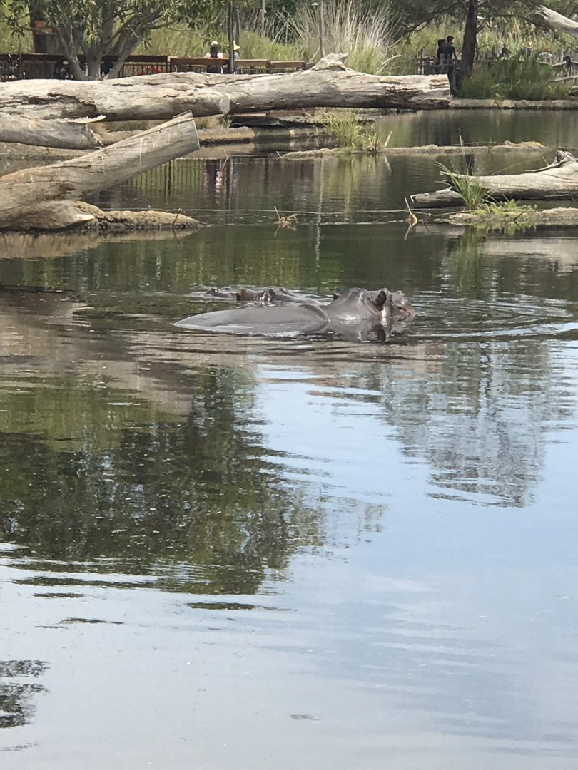 ‘Brindebella’ and ‘Pansy’ the Common hippopotamuses (Hippopotamus amphibius)