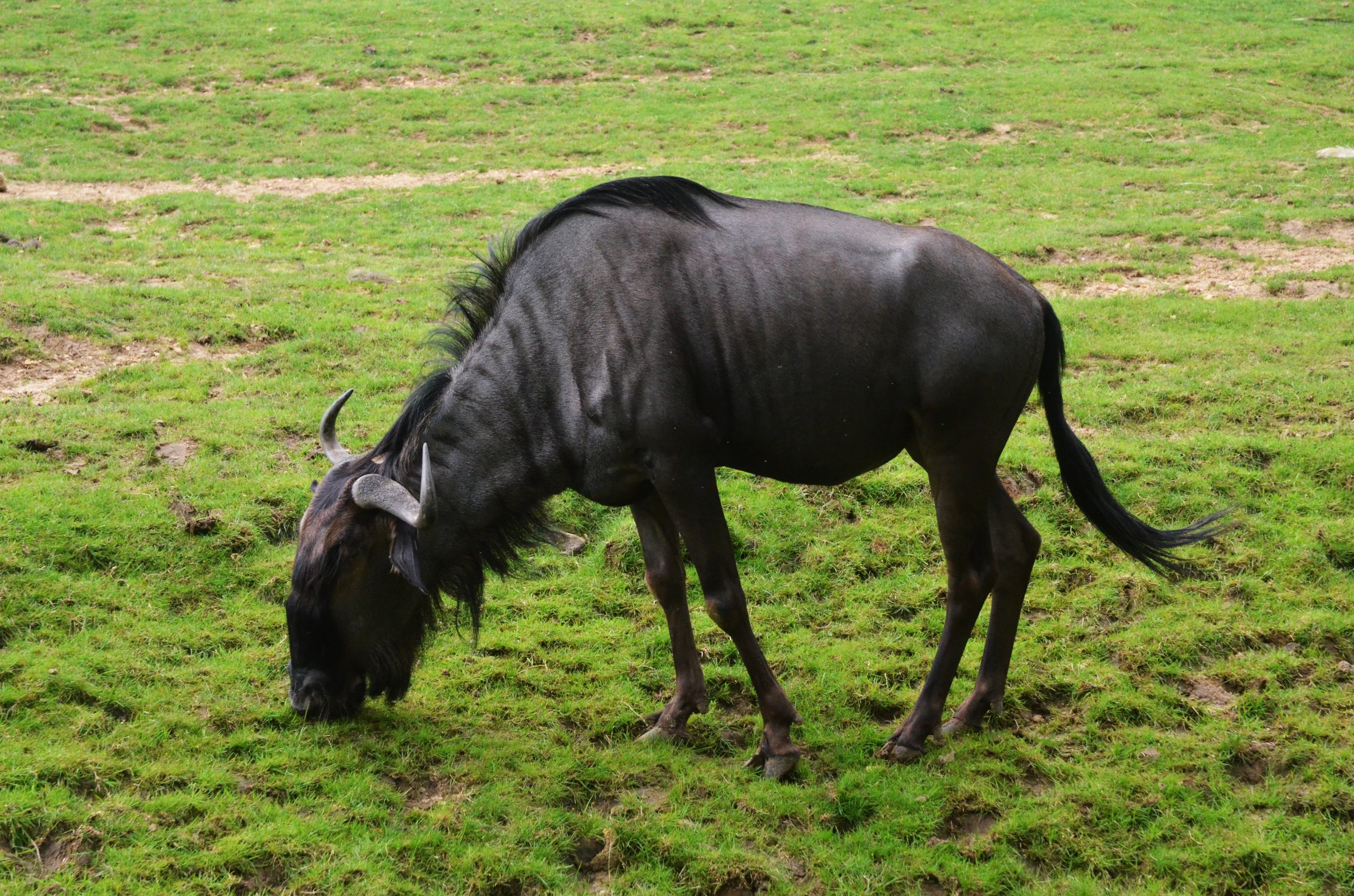 Brindled Gnu at Beauval, 12/06/18