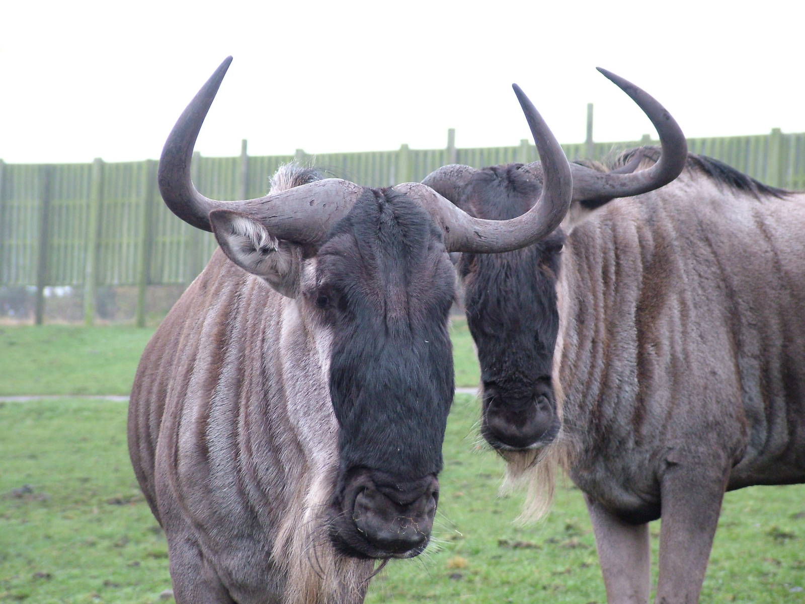 Brindled Gnu at West Mids Nov 08