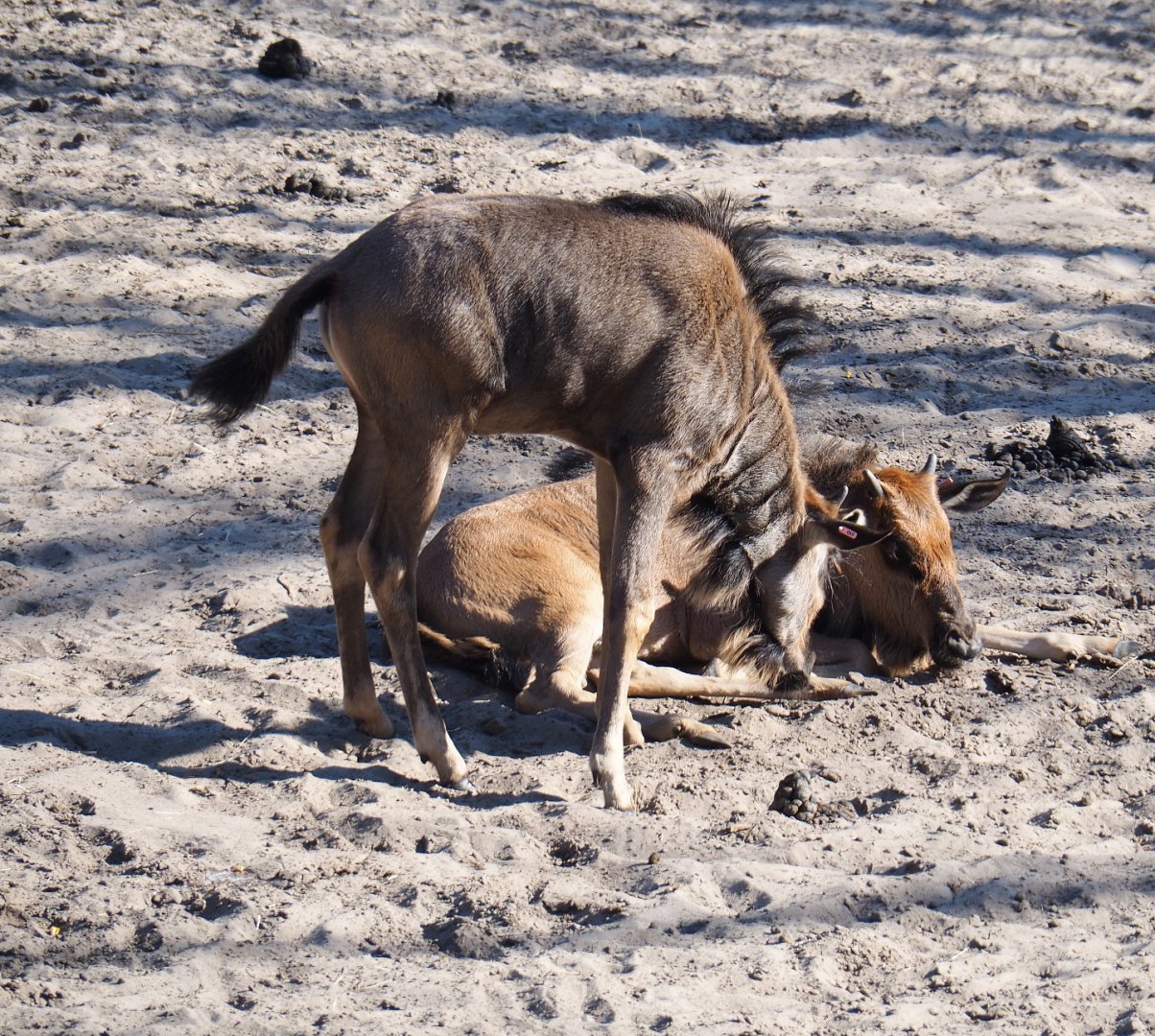 Brindled gnu calves (Connochaetes taurinus taurinus), 2019-09-15