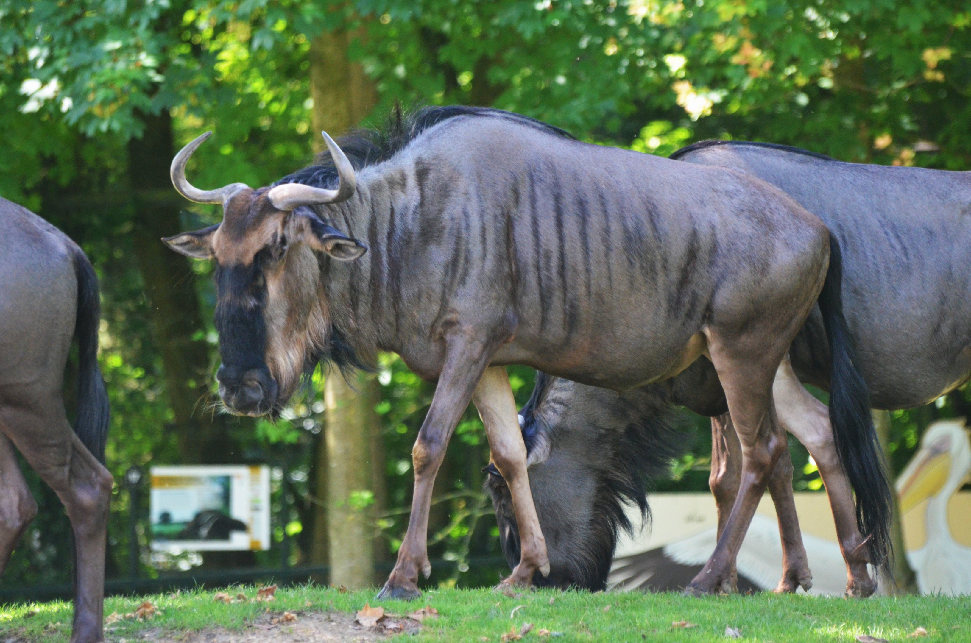 Brindled Gnu/Common Wildebeest at Beauval, 12/06/18
