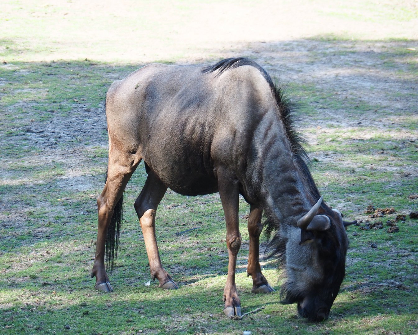 Brindled gnu (Connochaetes taurinus taurinus), 2019-09-15