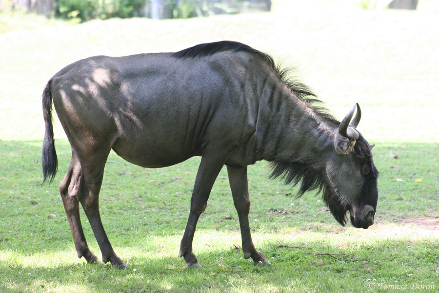 Brindled Gnu (Connochaetes taurinus taurinus)