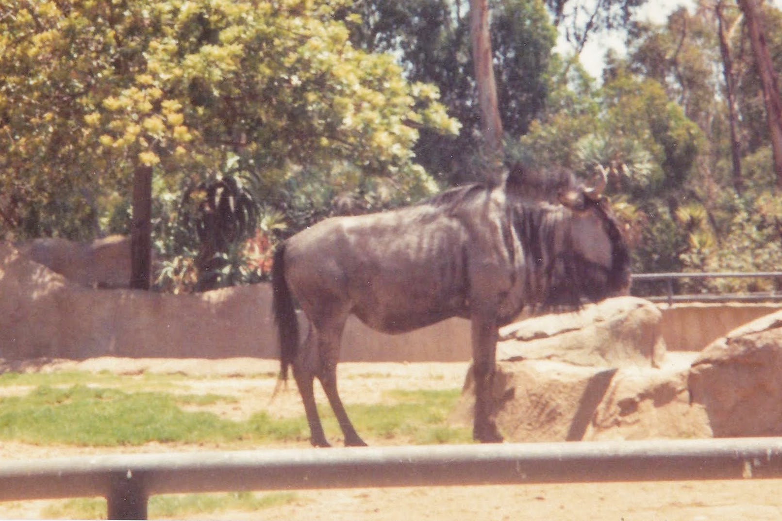 Brindled Gnu - early 90s