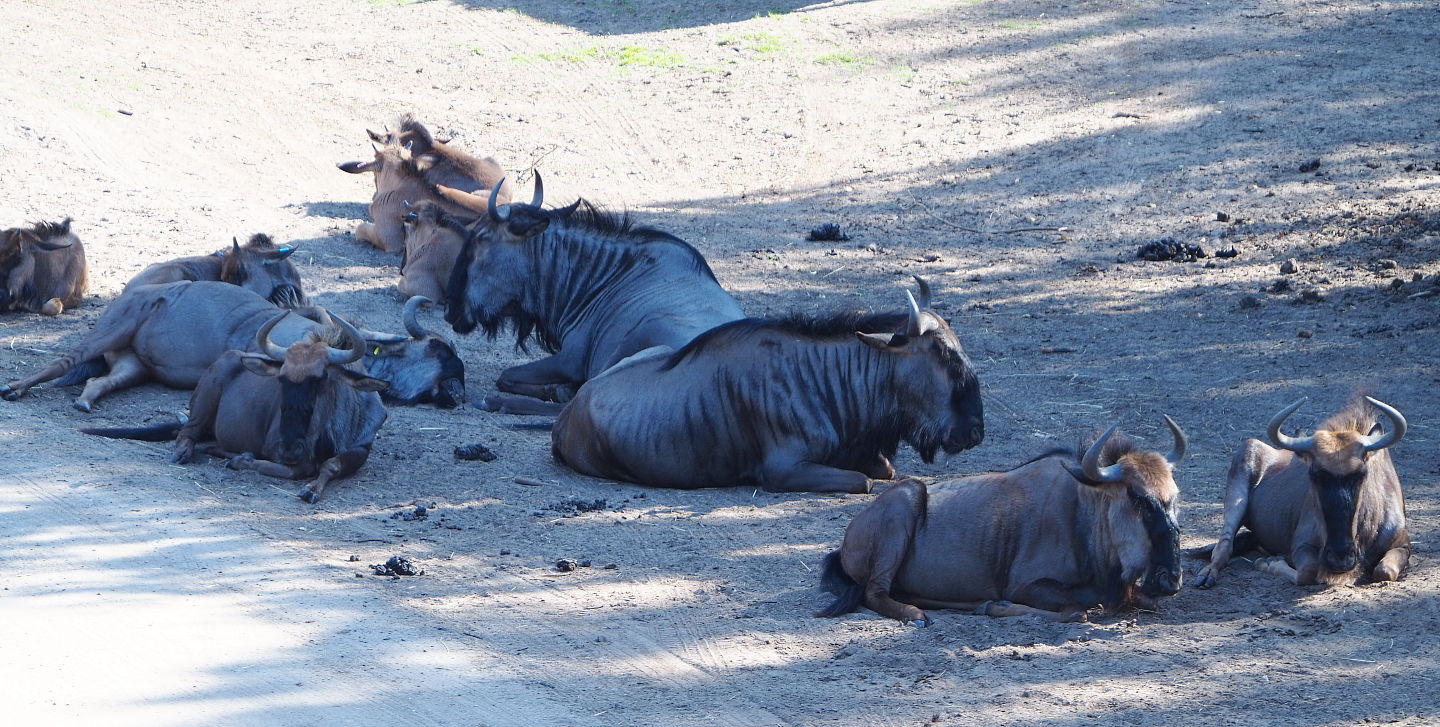 Brindled gnu herd (Connochaetes taurinus taurinus), 2019-09-15