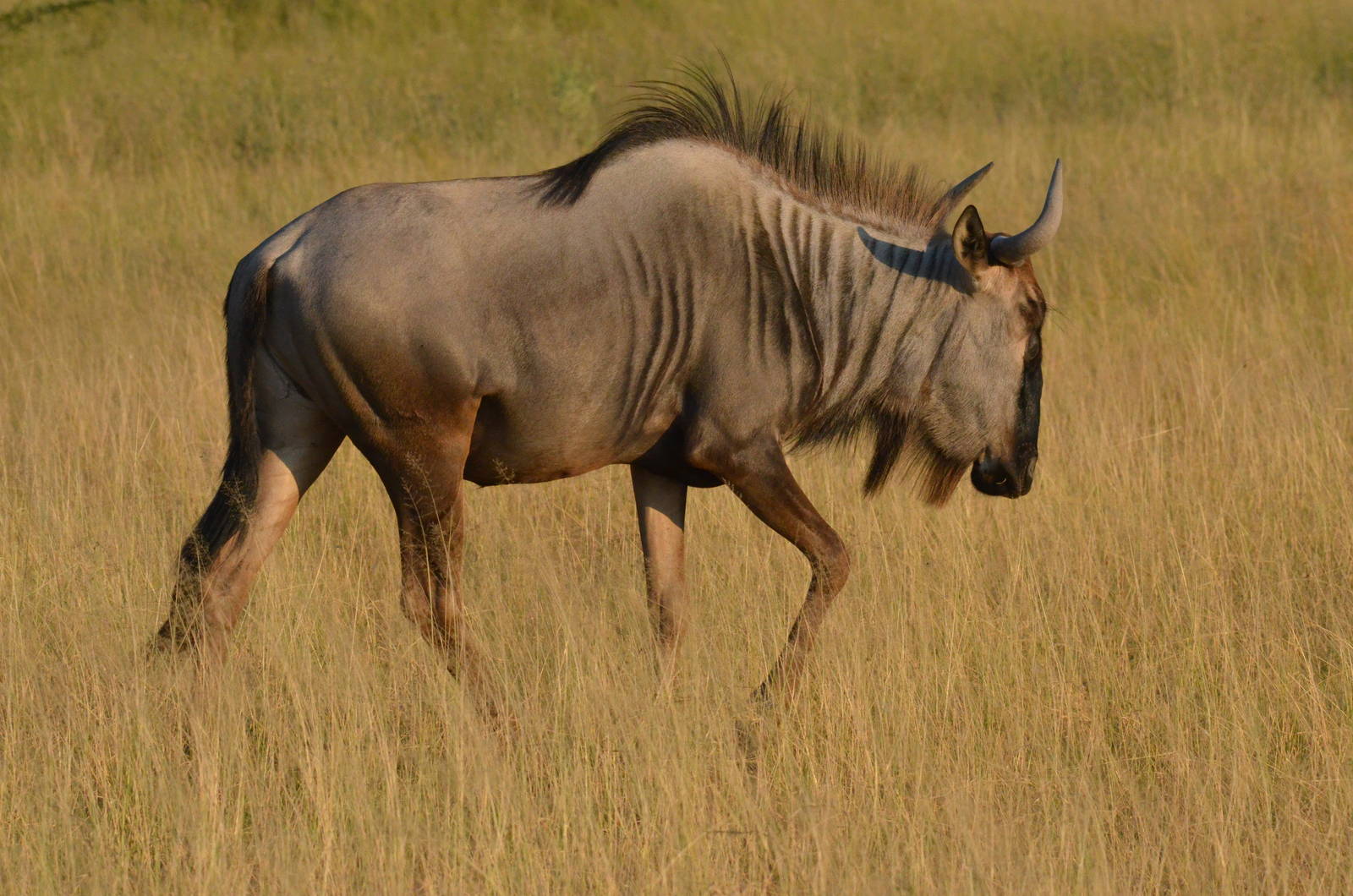 Brindled Gnu, Moremi Game Reserve, Botswana, 27/04/16