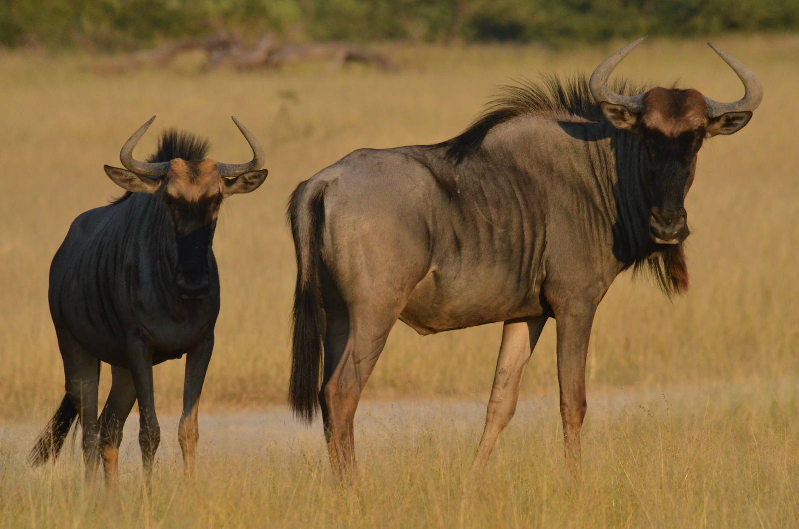 Brindled Gnu, Moremi Game Reserve, Botswana, 27/04/16