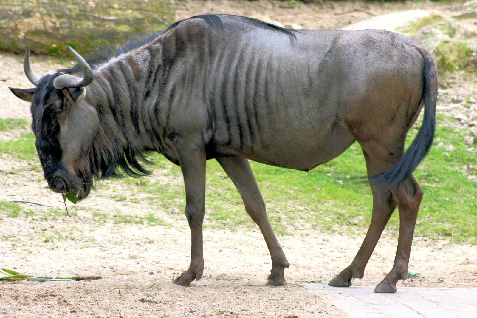 Brindled gnu; Munster; 9th September 2014